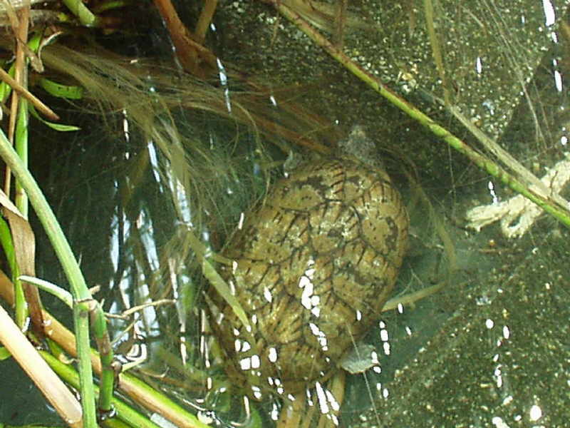 Klappschildkroete