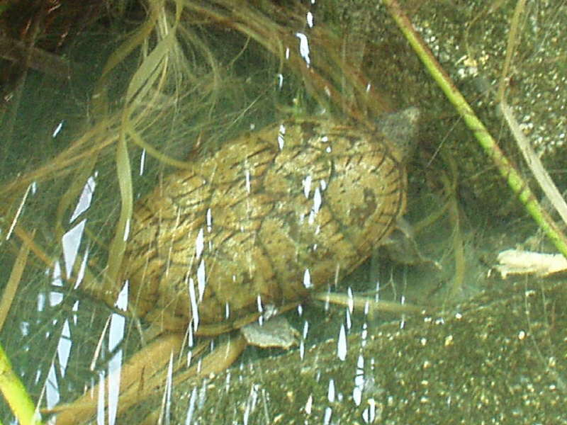 Klappschildkroeten