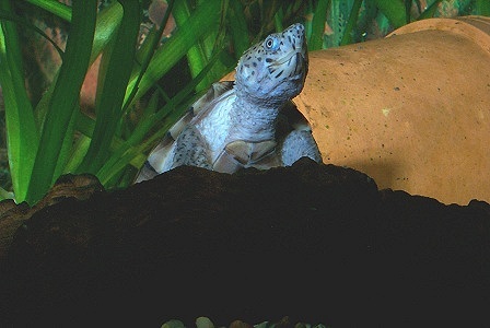 Kielrückige klappschildkroete